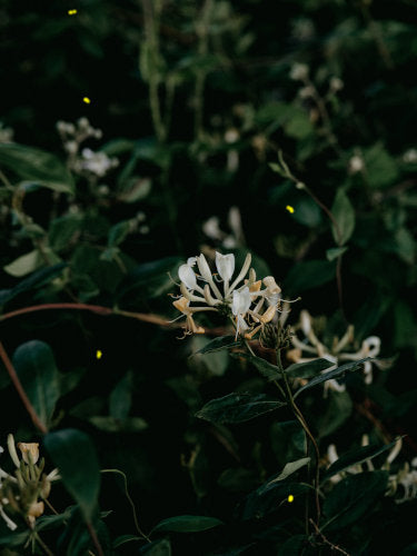 Honeysuckle and Fireflies on a Summer's Eve