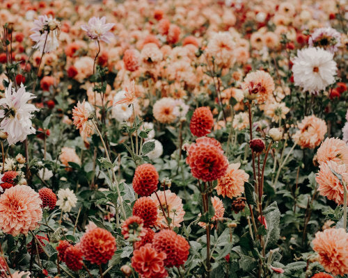 Full Bloom in Alabama