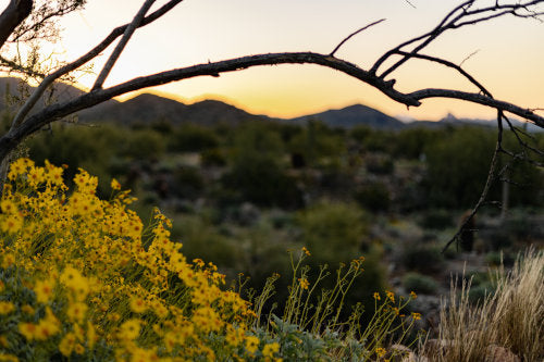 Desert Oasis