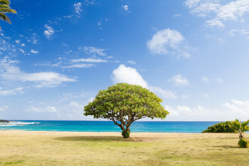 Ocean Air and Citrus on a Caribbean Breeze