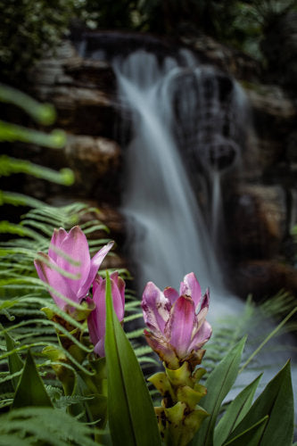 Tropical Rainforest (Ecolodge Escape) - Wax Melts